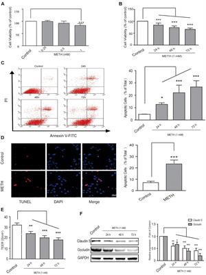 Endoplasmic Reticulum Stress Mediates Methamphetamine-Induced Blood–Brain Barrier Damage